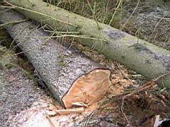 050129-Kvarnfallet 010.jpg
